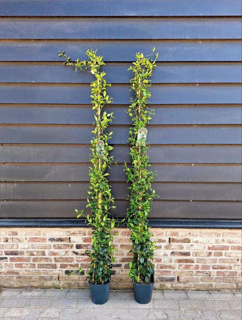 Toscaanse Jasmijn  ❗️🍀(Trachelospermum jasminoides)🍀❗️, Ophalen, Overige soorten, 100 tot 250 cm