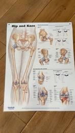 Anatomie poster heup en knie, Ophalen of Verzenden, Beta, HBO