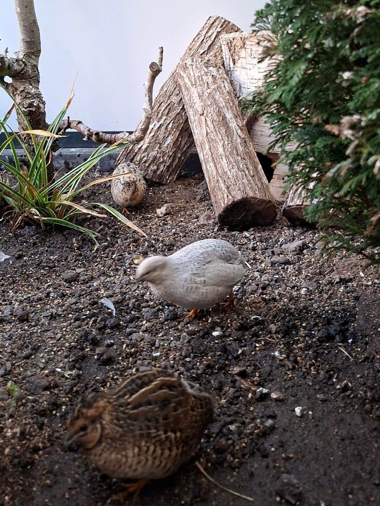 Chinese kwartel, Mannelijk