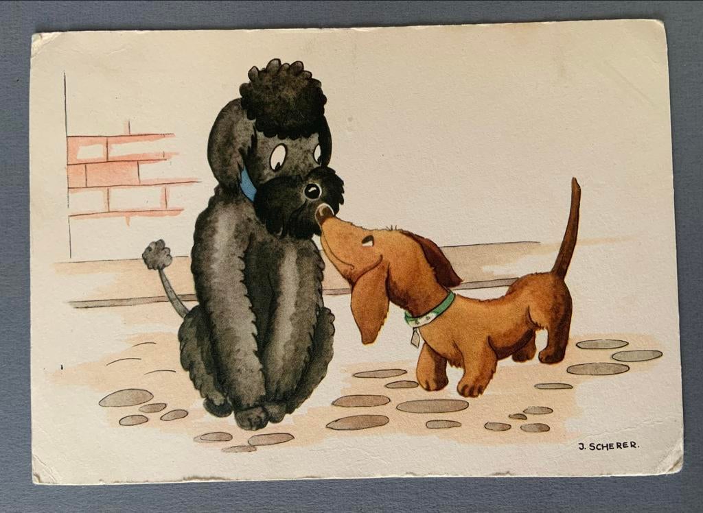 Ansichtkaart poedel en teckel Illustrator J. Scherer, Ophalen of Verzenden, 1940 tot 1960, Gelopen