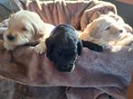 2 Labradoodle pups medium blond en zwart, Overige rassen, 8 tot 15 weken, Meerdere, Meerdere dieren