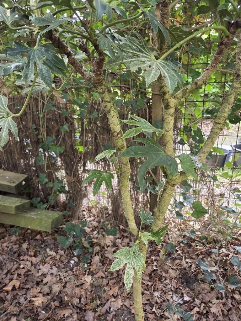 Grote vingerplant, fatsia japonia, Tuin en Terras, Overige soorten, 100 tot 250 cm, Zomer, Ophalen