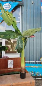 3 kunstpalmplanten – decoratie, Ophalen, Gebruikt, Binnen