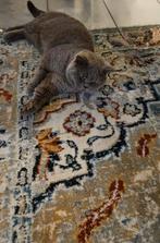 Dekkater Britse Korthaar lilac, 3 tot 5 jaar