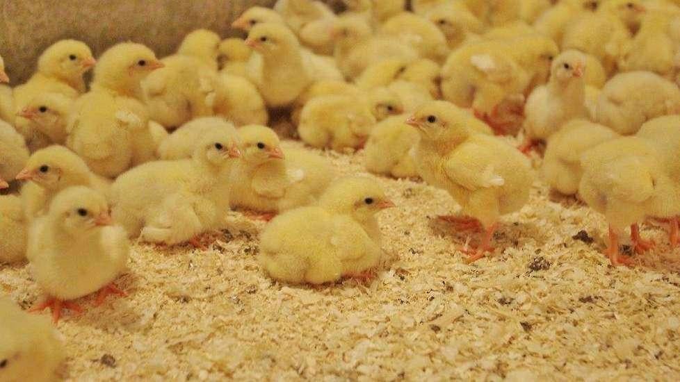 Kuikens mesthaantjes, Meerdere dieren, Kip