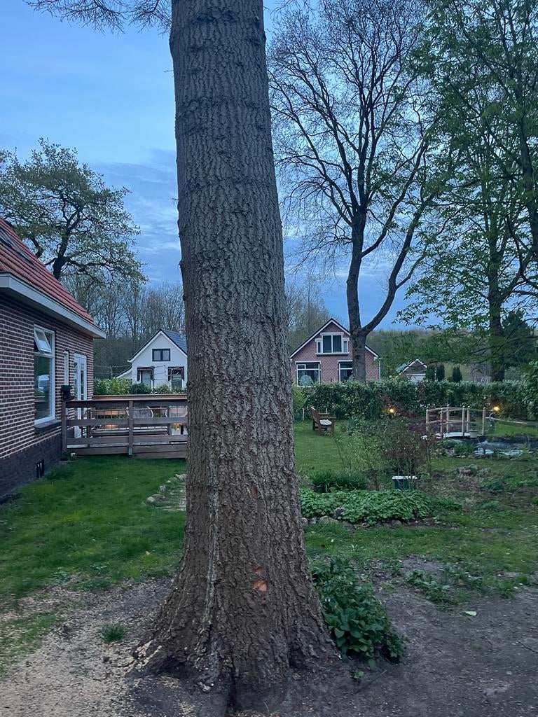 Grote Douglas boomstam ca25  -ideaal voor tafel of brandhout, Tuin en Terras, Haardhout, 6 m³ of meer, Ophalen, Overige houtsoorten