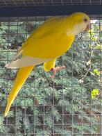 Lutino pop( zwart oog )muisparkiet., Dieren en Toebehoren, Vogels | Parkieten en Papegaaien, Meerdere dieren, Dwergpapegaai of Agapornis