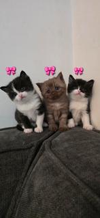 kittens britse shorthair en smokin (tuxedo), Poes, Ontwormd