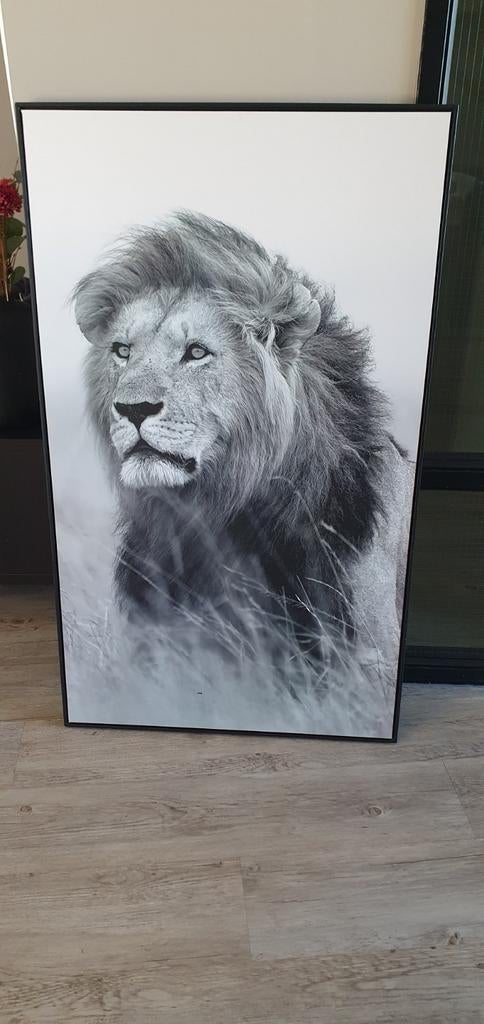 Poster in lijst, leeuw, 118x70, Ophalen, Minder dan 50 cm, Foto of Poster, Minder dan 50 cm