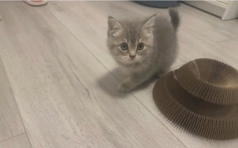 Britse korthaar kittens, Dieren en Toebehoren, Katten en Kittens | Raskatten | Korthaar, Meerdere dieren, Ontwormd