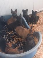 Knpv mechelse herder pup teef zwart, Dieren en Toebehoren, Honden | Herdershonden en Veedrijvers, Parvo, 8 tot 15 weken, Meerdere