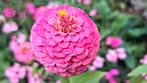 Zinnia zaden, Zinnia elegans, Verzenden, Volle zon