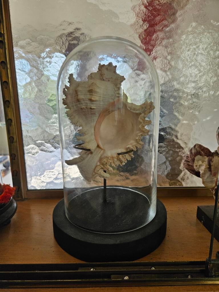 Stolp met grote schelp, Ophalen of Verzenden