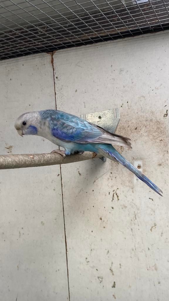 Rosella in blauw pastel split zwart en opaline, Dieren en Toebehoren, Vogels | Parkieten en Papegaaien, Mannelijk, Parkiet, Geringd