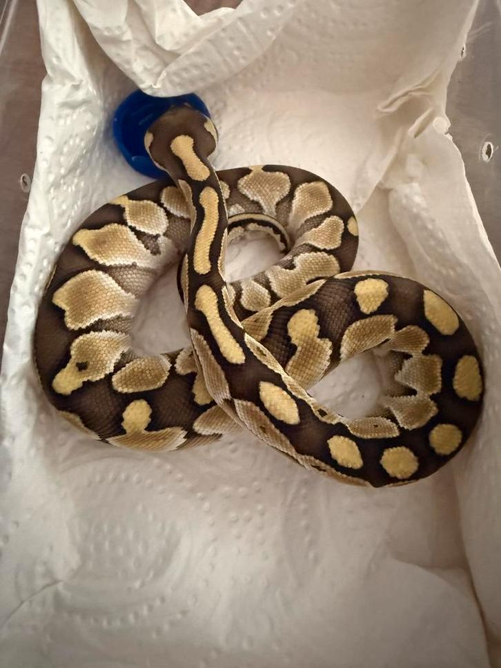 Jonge Pythons Regius /Ball Python  / Koningspython man/vrouw Ball Python - female for sale from Isa