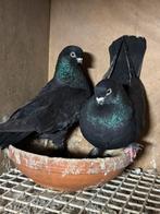 Takla musul, Dieren en Toebehoren