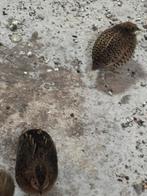 Chinese kwartel hennen, Vrouwelijk