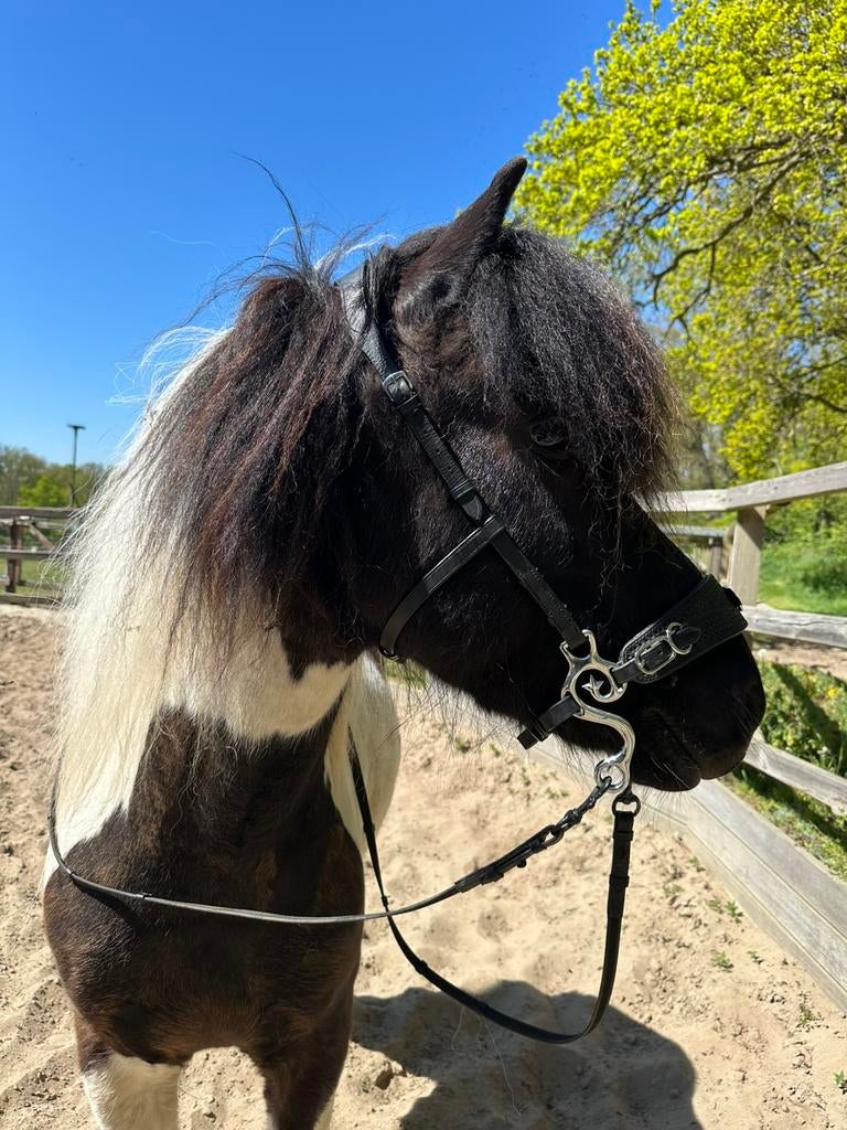 Trainings Hackamore Full, Ophalen of Verzenden, Nieuw, Dressuur