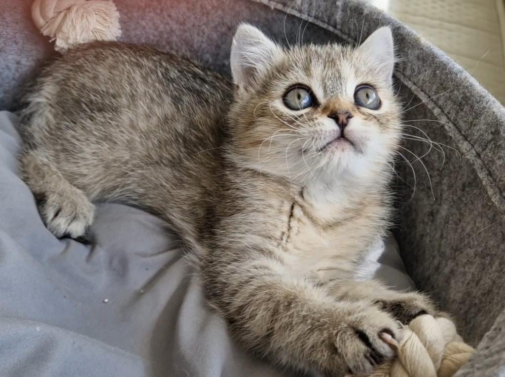 PerzischeBritse korthaar kitten katertje, Dieren en Toebehoren, Katten en Kittens | Raskatten | Korthaar, Kater, Ontwormd, 0 tot 2 jaar