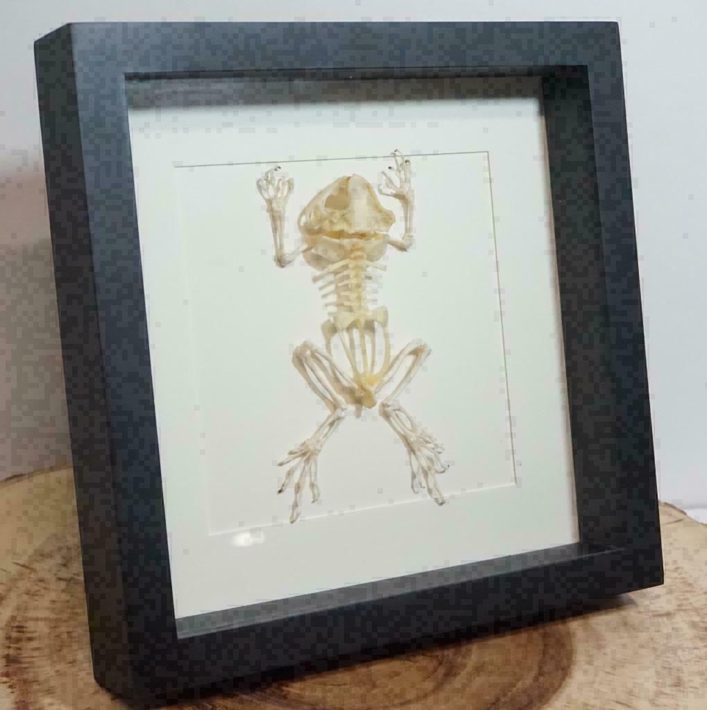 Padden skelet in luxe lijst, Verzamelen, Dierenverzamelingen, Ophalen of Verzenden, Nieuw, Reptiel of Amfibie, Schedel