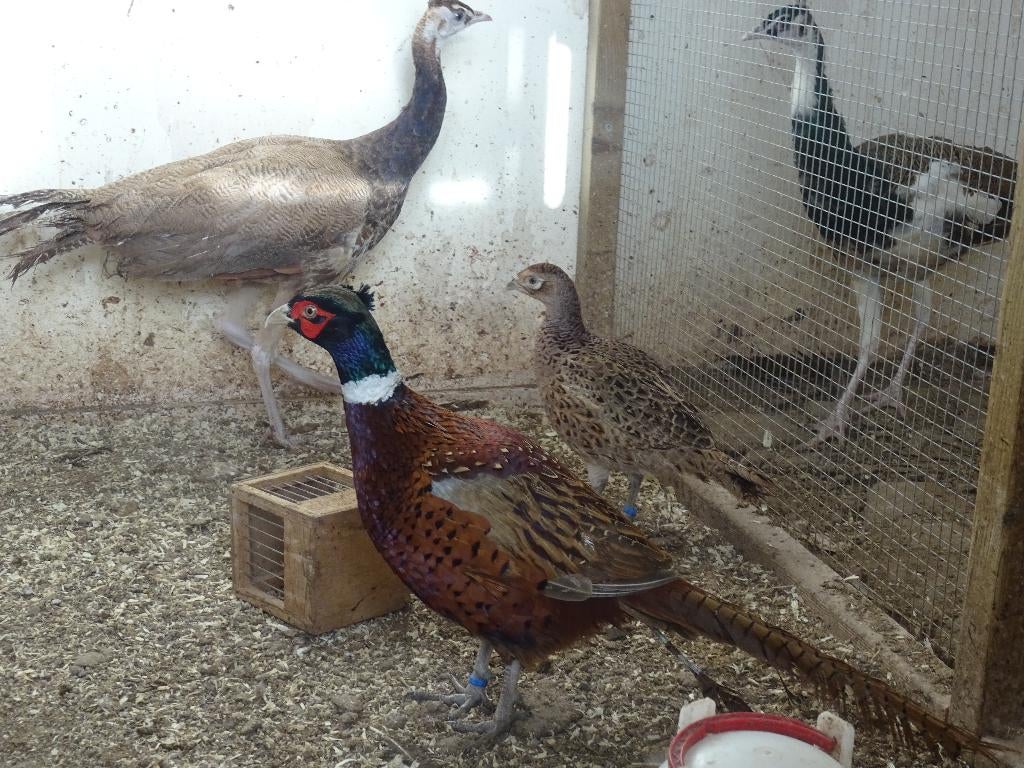 bosfazanten fazanten bos fazanten, Dieren en Toebehoren, Pluimvee, Meerdere dieren, Overige soorten