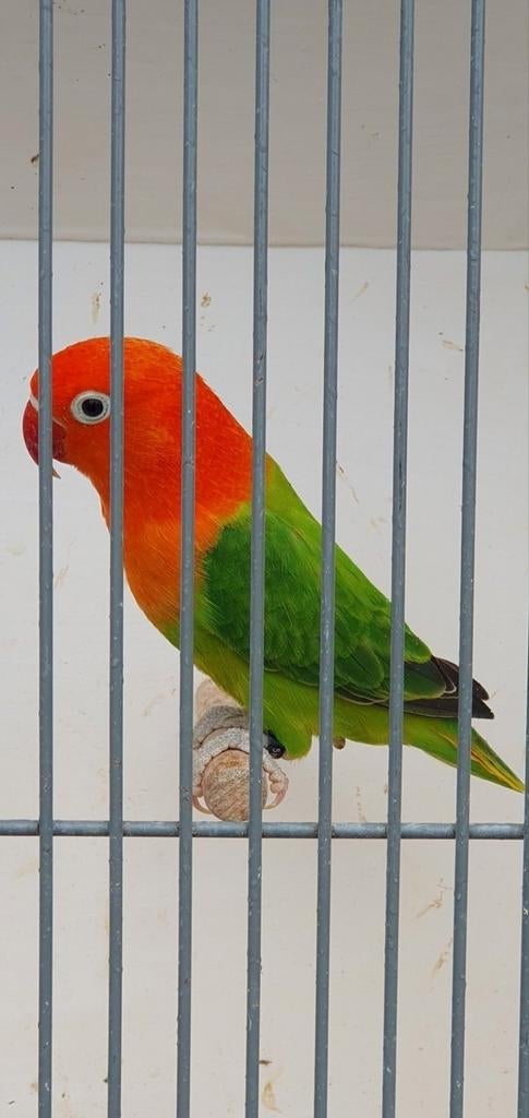 Fischeri opaline zuiver, Dieren en Toebehoren, Vogels | Parkieten en Papegaaien, Geslacht onbekend, Dwergpapegaai of Agapornis