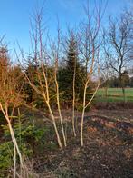 Walnotenbomen notenboom walnoot 3 meter, Tuin en Terras, Ophalen, Volle zon, Overige soorten, 250 tot 400 cm