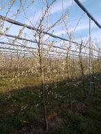 Te koop pruimenbomen, Ophalen, 250 tot 400 cm, Pruimenboom, Lente
