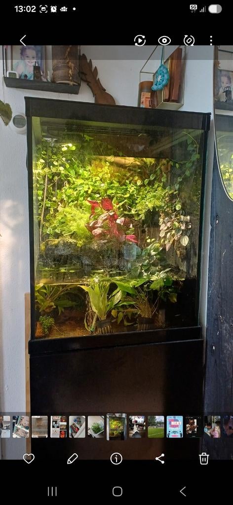 Aquatlantis aquarium 50x50x60, Dieren en Toebehoren, Vissen | Aquaria en Toebehoren, Ophalen, Aquatlantis, Leeg aquarium, Inclusief planten