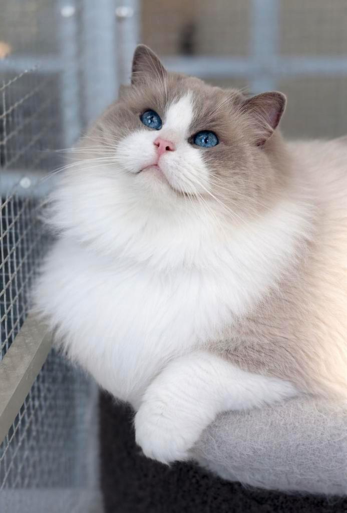Ter dekking: Ragdoll Blue Bicolor dekkater met stamboom!, Dieren en Toebehoren, Katten en Kittens | Dekkaters, 0 tot 2 jaar