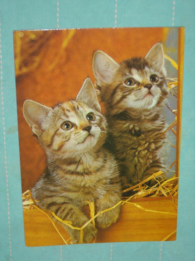 13) Kleuren ansichtkaart  2 jonge Poesjes, Ophalen of Verzenden, 1980 tot heden, Gelopen, Hond of Kat