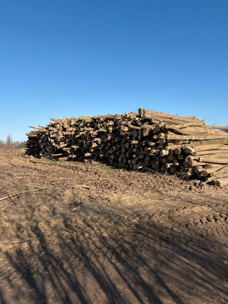 Paalhout robinia, Tuin en Terras, Overige Tuin en Terras, Nieuw, Ophalen of Verzenden