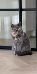 Britse korthaar, Dieren en Toebehoren, Poes, Ontwormd