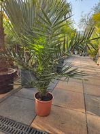 Prachtige Phoenix Canariensis palm - 100-125cm hoog, Overige soorten, Vaste plant, Ophalen of Verzenden, Bloeit niet