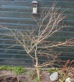 Japanse Esdoorn (Acer palmatum), Tuin en Terras, Planten | Bomen, Overige soorten, Lente, 100 tot 250 cm, Ophalen