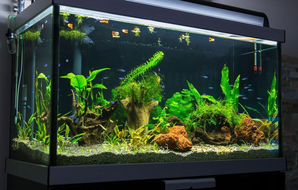 Gezocht gratis vissen aquariums, Dieren en Toebehoren, Ophalen of Verzenden