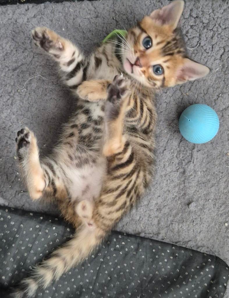 Schitterende Bengaal Kittens, Dieren en Toebehoren, Katten en Kittens | Raskatten | Korthaar, Meerdere dieren, Gechipt, 0 tot 2 jaar