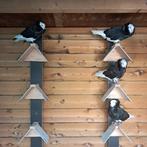 Oud hollandse kapucijners zwartgemonnikte, Meerdere dieren, Overige soorten