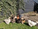 4x Kippen zijdehoen hennen, Dieren en Toebehoren, Pluimvee, Vrouwelijk, Kip
