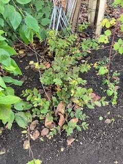 Struik, Tuin en Terras, Planten | Struiken en Hagen, Struik, Overige soorten, 100 tot 250 cm, Ophalen