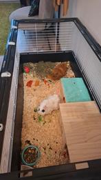 2 cavia's zeugjes, Dieren en Toebehoren, Kooi, 110 cm of meer, Zo goed als nieuw, Cavia