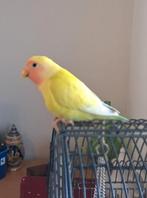 Agapornis roseicollis, Dieren en Toebehoren, Geslacht onbekend, Dwergpapegaai of Agapornis