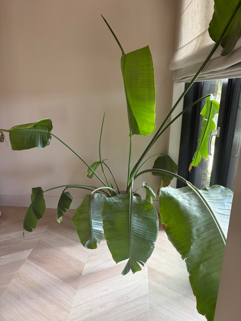 Strelitzia groot, Huis en Inrichting, Kamerplanten, Ophalen, Halfschaduw, 200 cm of meer