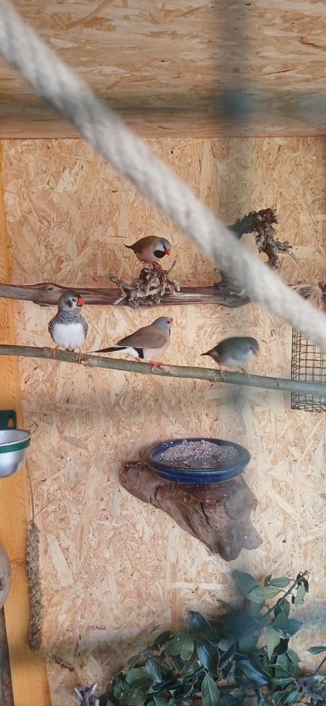 Te koop., Dieren en Toebehoren, Vogels | Overige Vogels, Mannelijk