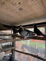 postduiven, Mannelijk, Postduif