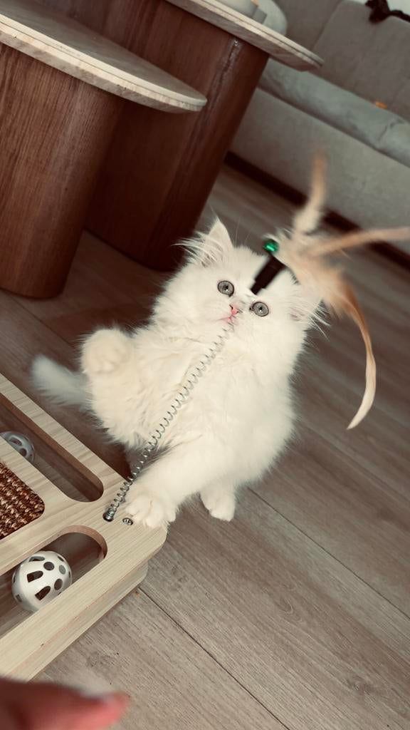 Perzische kitten poes, Poes, Ontwormd