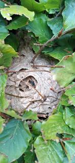 Aziatische hoornaar /vrijwillige basis