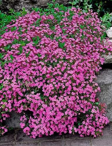 Zeepkruid plantjes, Volle zon, Vaste plant, Zomer, Ophalen