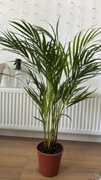 Areca palm, Ophalen of Verzenden, Zo goed als nieuw