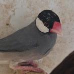 Rijstvogel man, Dieren en Toebehoren, Mannelijk, Tropenvogel, Geringd